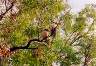 Zwei weitere Einheimische: Kookaburras