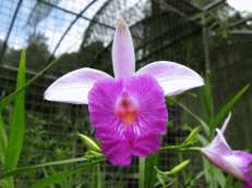 Orchidee Nr. 1, ...