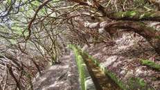Der Lorbeerwald bedeckt auf Madeira eine Fläche von ca. 15.000 Hektar, was 20 % der Insel entspricht.