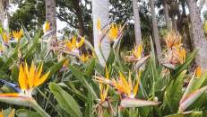 Die Paradiesvogelblume aka Königs-Strelitzie stammt eigentlich aus Südafrika.
