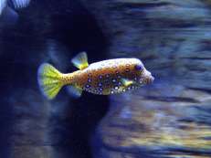 Juveniler Gelbbrauner Kofferfisch