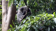 ...kommen wir mal zu den Einheimischen. Dass Koalas ca. 20 Std. am Tag schlafen, dürfte sich inzwischen rumgesprochen haben.