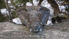 Größtenteils harmlos ist das Australien-Krokodil <em>Crocodylus johnsoni</em>, in Oz liebevoll "Freshie" genannt.