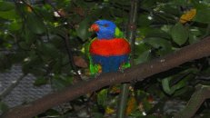 Einer der farbenprächtigsten Papageien überhaupt ist sicherlich der Keilschwanzlori <em>Trichoglossus haematodus</em>. Sein englischer Name "Rainbow Lorikeet" wird ihm sicher gerechter.