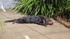Ein Tasmanischer Teufel <em>Sarcophilus harrisii</em> hält Siesta in der Mittagssonne. Auf dem australischen Festland schon seit 500 Jahren ausgestorben, findet man diesen Raubbeutler heute nur noch auf Tasmanien.