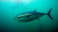 Wie der Name schon verrät, lebt der Südliche Blauflossenthun nur in den offenen Ozeanen der Südhalbkugel. Große Exemplare können eine Länge von 2,50 m und ein Gewicht von 260 kg erreichen, aber wegen der Überfischung trifft man solche Brummer freilebend praktisch nicht mehr an.