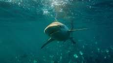 In Oz werden Kupferhaie "Bronze Whaler" genannt, was missverständlich ist, da die Aussies diese Bezeichnung für mehrere Haiarten verwenden.