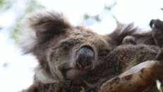 ... gibt's in Mikkira vor allem knorrige Koalas. Meistens schauen sie teilnahmslos durch einen hindurch. Liegt wahrscheinlich daran, dass sie durch den ständigen Eukalyptuskonsum dauerbreit sind. Das Zeug gärt in ihrem Magen und macht sie high. © Bettina Giesecke