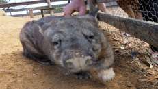 Der einzig halbwegs normale hier scheint Gevatter Wombat zu sein.