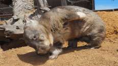 Wombats hingegen haben vermutlich Flöhe.