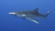 Der Blauhai (Prionace glauca) ist neben Seidenhai und Weißspitzen-Hochseehai der häufigste Vertreter der Hochseehaie.