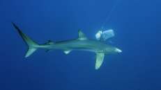 Der Blauhai gilt als potentiell für den Menschen gefährlich, einige Angriffe auf Schwimmer und Taucher sind belegt. Definitiv ist der Mensch gefährlich für den Blauhai, er wird für den Verzehr auf dem asiatischen Markt gejagt und verendet jedes Jahr millionenfach in den Schleppnetzen der großen Fischtrawler. Eigentlich gehört er, wie viele andere Haiarten auch, auf die Rote Liste der gefährdeten Arten, aber dass es hier wirtschaftliche Interessen gibt, die die Aufnahme verhindern, dürfte mittlerweile hinlänglich bekannt sein.