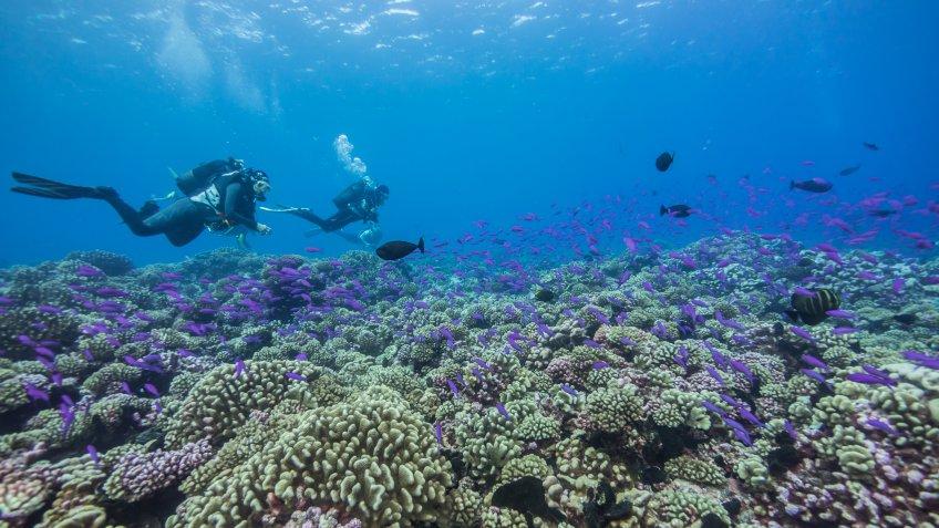 Korallenriff im Kauehi-Atoll, Französisch-Polynesien