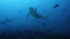 Die Bullenhaie vor Fidschi sind fette Viecher, sehr massig. Kein Wunder, wenn man jeden Tag Fisch in den Hals gestopft bekommt, ohne was dafür tun zu müssen.