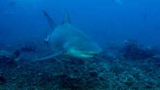 Na geht doch. Bullenhaie (Carcharhinus leucas) stellen die Haiart, die am "Bistro" mit Abstand am zahlreichsten vertreten ist.