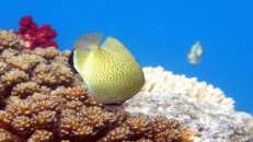 Ein Zitronen-Falterfisch (Chaetodon citrinellus) pickt im Riff herum.