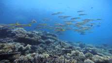 Ein Hauch von Schwarmfisch am "Shark Reef"