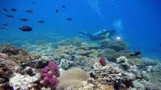 Schweben über einem durchaus ansehnlichen, wenn auch nicht sonderlich spektakulären Korallengarten