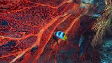 Ein Falterfisch streitet mit einer Fächerkoralle um die knalligsten Farben.