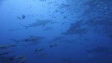 Bullenhaie auf dem Weg zur Tonne