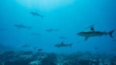 Für Fakarava-Verhältnisse ist das eine sehr überschaubare Zahl an Knorpelfischen.