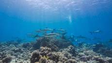 Graue Riffhaie umkreisen einen Korallenblock in der Hoffnung auf einen leichten Snack.