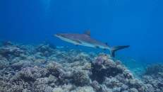 Graue Riffhaie (Carcharhinus amblyrhynchos) bewohnen Riffe, Lagunen und Kanäle in tropischen Gefilden auf der ganzen Welt ("zirkumtropisch").