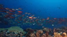 Eine Horde Großaugenbarsche (Priacanthus hamrur) macht das Riff unsicher.