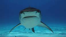Hängende Mundwinkel sehen auch bei Tigerhaien unvorteilhaft aus.