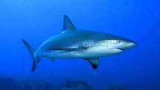 Bis zu 2,90 m lang können Karibische Riffhaie werden. Davon ist dieses Jungtier noch einige Jahre entfernt.