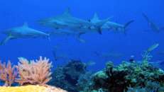 Karibische Riffhaie patrouillieren in Formation übers Riff...