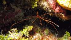 Spinnenkrabben findet man in allen Weltmeeren. Beim Wühlen im Korallenriff...