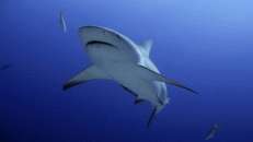 Der Bullenhai (Carcharhinus leucas) ist der einzige Hai, der auch in Süßwasser vordringt und dort überleben kann...