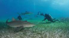 Zitronenhaie am Tiger Beach, Bahamas