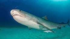 So schlecht sein Ruf auch ist, der Tigerhai ist eine der schönsten Haiarten überhaupt.
