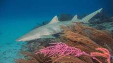 An "Fish Tales" gibt es auch ein kleines Korallenriff, was einem nach der Sandwüste am Tiger Beach wie eine Farbexplosion vorkommt.