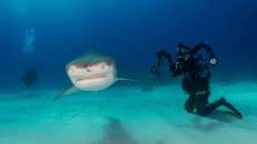 Für Fotografen sind die Bahamas auf Grund der meist guten Sicht und der nahezu 100%igen Antreffwahrscheinlichkeit vermutlich der beste Ort zum Ablichten von Tigerhaien.