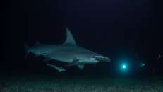 Großer Hammerhai beim Nachttauchen vor Bimini, Bahamas