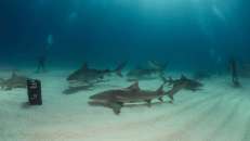 Zitronnen- und Tigerhaie an "Fish Tales", Bahamas