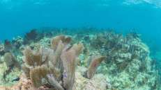 Typisch für die Riffe vor den Keys sind die vielen kleinen braun-lila Fächerkorallen.