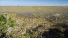 Überflutete Graslandschaft in den Everglades. In diesem Jahr gab es außergewöhnlich viel Regen, so dass das Wasser dieses Jahr sehr hoch steht.