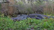 Am Ende finden wir auf dem Anhinga Trail, der aber ein bisschen was von Zoo hat, doch noch einen Alligator.