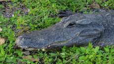 Alligatoren sind eher faule Zeitgenossen und gegenüber Menschen i.d.R. nicht aggressiv.