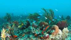 Die Riffe sind ok, können aber weder in Sachen Fisch, noch in Sachen Korallen mit dem Roten Meer mithalten.