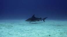 ... kann das Taxi nicht weit sein. Bullenhai (Carcharhinus leucas).