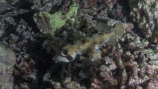 Masken-Igelfisch (Diodon liturosus) über Korallen-Trümmerfeld