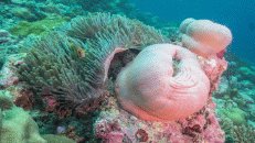 Die Anemonen kommen meist farbenfroher daher als die Korallen.