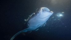 Ein Walhai labt sich an der durch das Licht angezogenen Planktonsuppe.