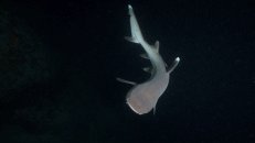 Weißspitzenriffhai auf nächtlicher Jagd am Maaya Thila