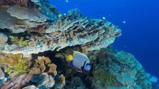 Die Ozeanseite des Riffs sieht noch halbwegs vernünftig aus, findet auch dieser Imperator-Kaiserfisch (Pomacanthus imperator).